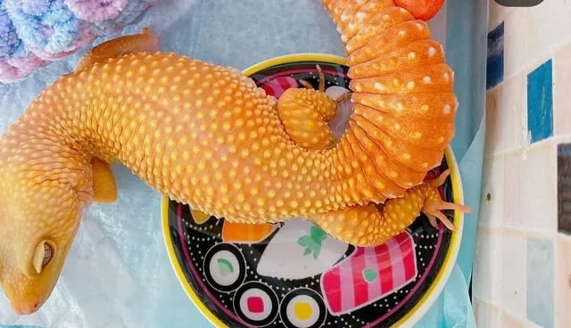 CÁCH NUÔI SÂU SUPERWORM: Hướng Dẫn Chi Tiết Từ A Đến Z