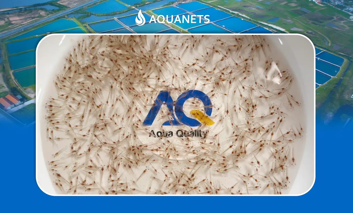 Cách Nuôi Tôm Đồng Đạt Năng Suất Cao Và Ổn Định Bền Vững