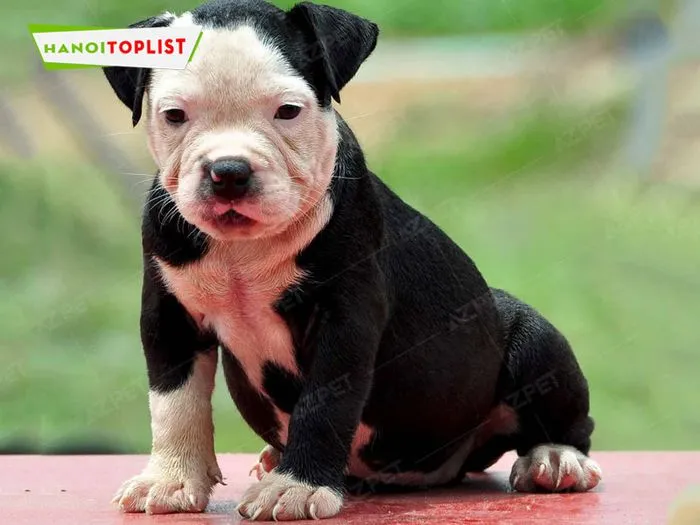 Azpet cung cấp nhiều giống chó Bull khác nhau, bao gồm Pitbull Pháp, với chính sách trả góp tiện lợi.