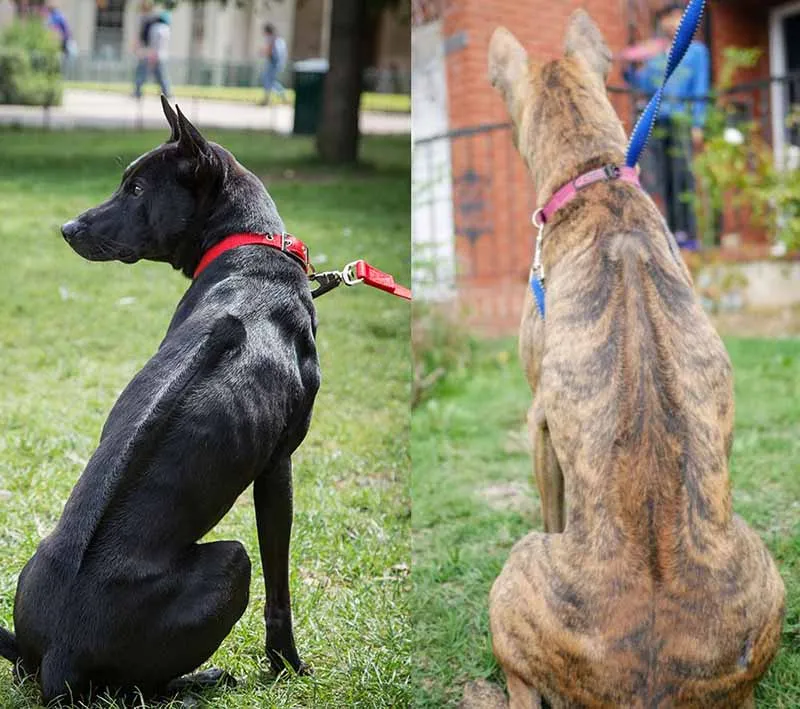 Chó Phú Quốc thuần chủng có xoáy dọc sống lưng