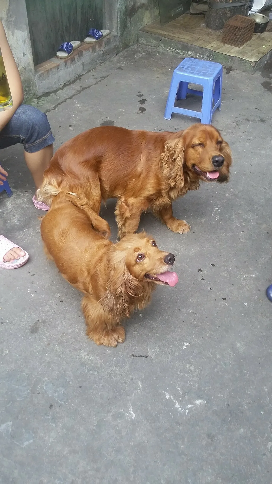 Hỗ trợ chó mẹ trong quá trình sinh nở cần sự bình tĩnh và khéo léo