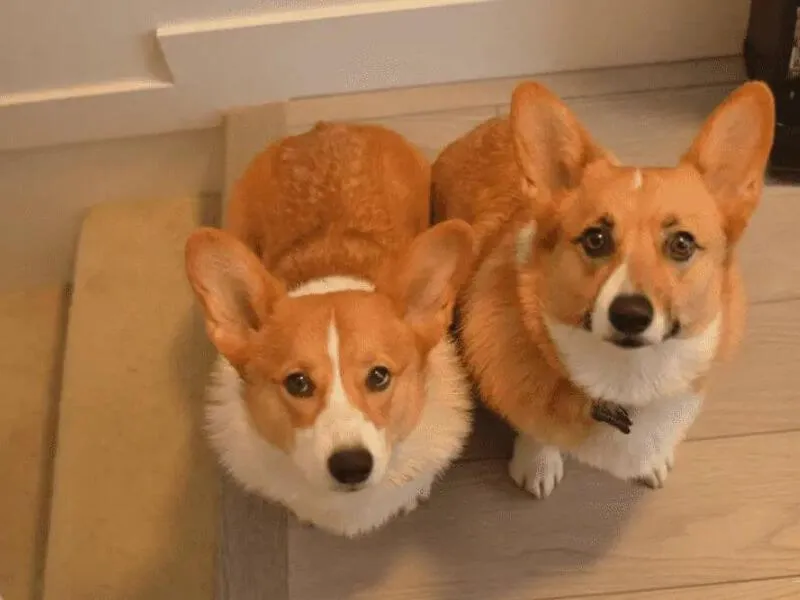 Ba chú chó corgi Pembroke lông ngắn tiêu chuẩn với đôi chân ngắn đặc trưng