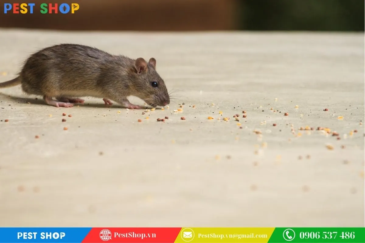 Bả hóa học diệt chuột cống, yêu cầu tuân thủ nghiêm ngặt quy tắc an toàn