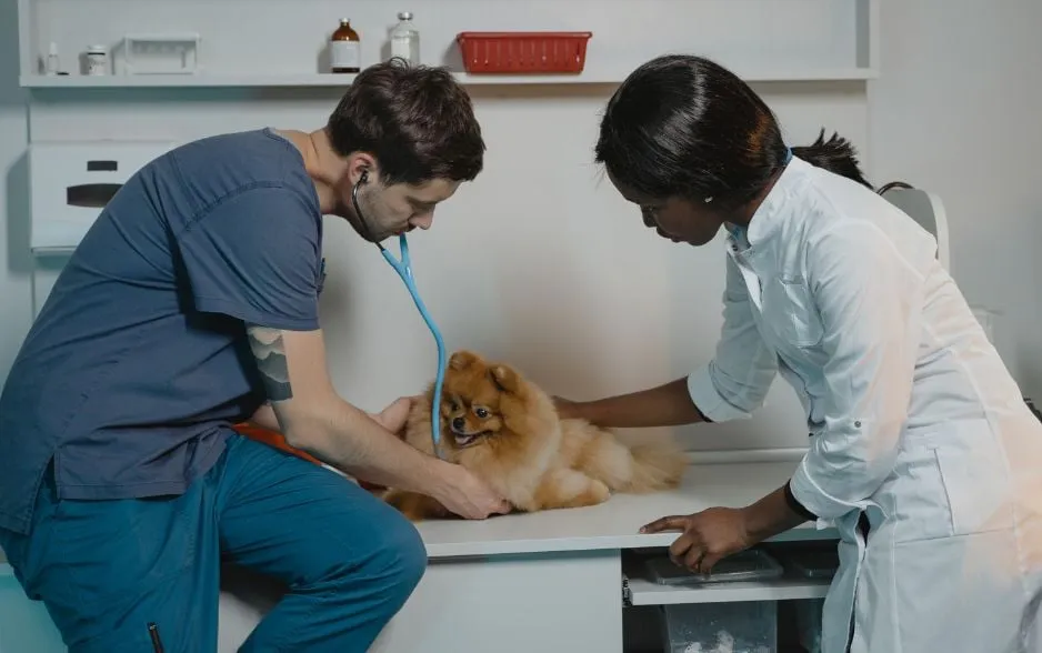 Bác sĩ thú y kiểm tra hormone relaxin và siêu âm để xác định chó phốc mang thai bao lâu thì đẻ.