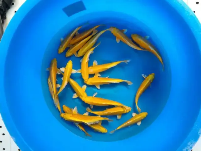 Bảng giá tham khảo các loại cá chép Koi mini và yếu tố ảnh hưởng đến giá.