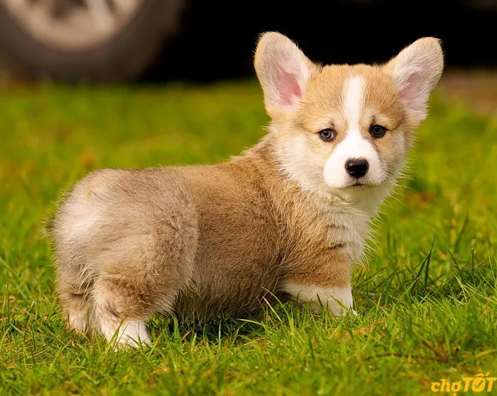 Bảng giá tham khảo chi tiết của các dòng chó Corgi theo màu sắc và nguồn gốc