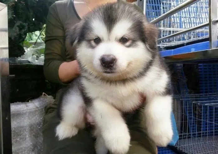 Bảng giá tham khảo chó Alaska xám trắng thuần chủng theo từng phân khúc