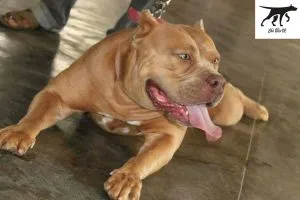 Bảng giá tham khảo chó Pitbull sinh tại Việt Nam khi mua bán chó pitbull