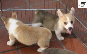 Bảng giá tham khảo khi mua bán chó Corgi tại Hà Nội và TPHCM