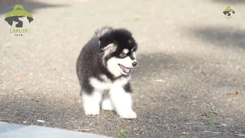 Bảng khẩu phần ăn chó Alaska theo từng giai đoạn phát triển