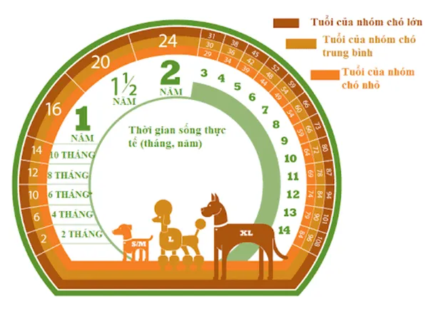 Bảng quy đổi tuổi thọ trung bình của chó theo dáng vóc và tuổi người