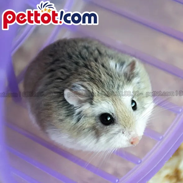 Bánh xe chạy giúp Hamster Robo giải tỏa năng lượng và duy trì hoạt động