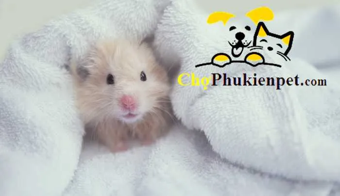 Bánh xe vận động và đồ chơi gặm nhai thiết yếu, các loại phụ kiện nuôi chuột hamster giúp giảm stress.