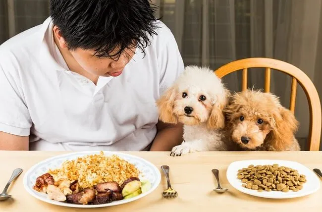 Ảnh hưởng của việc ăn quá nhiều tinh bột tới Poodle