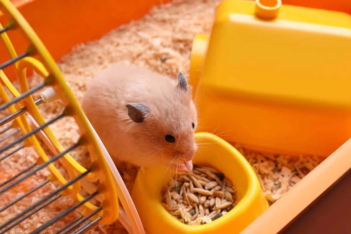 Bát đựng thức ăn bằng sứ cho chuột Hamster tránh bị lật đổ, alt tối ưu bát ăn sứ an toàn cho chuột Hamster