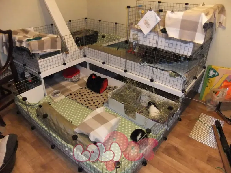 Bát đựng thức ăn và bình nước uống cho chuột lang được vệ sinh định kỳ trong chuồng nuôi