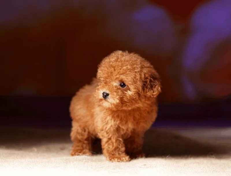 Bát thức ăn dặm chứa dinh dưỡng đa dạng cho chó Poodle con 1 tháng tuổi