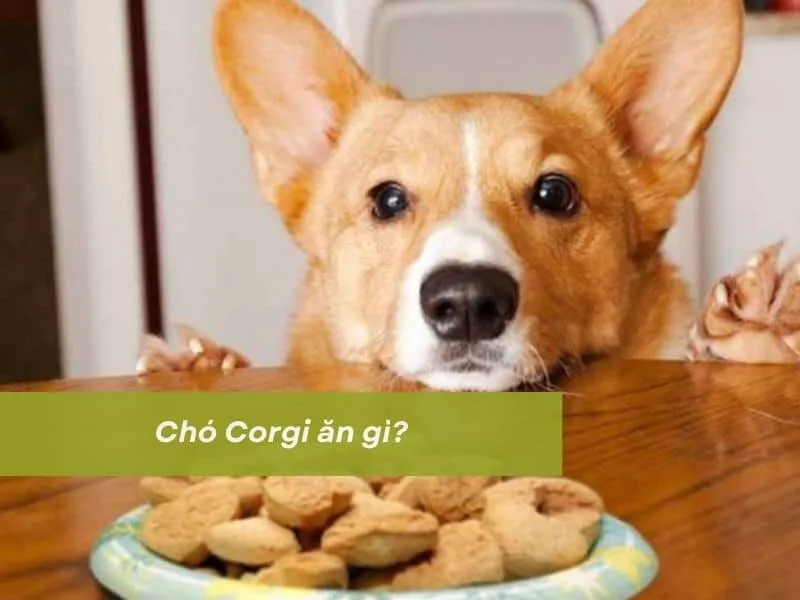 Bát thức ăn đầy đặn dành cho chó Corgi