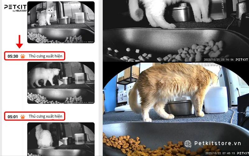 Hướng Dẫn Chi Tiết Cách Cho Mèo Ăn Hạt Đúng Cách Để Đảm Bảo Dinh Dưỡng Tối Ưu