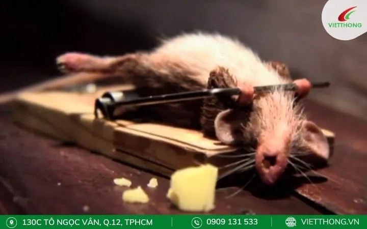 Bẫy búa lò xo truyền thống đặt mồi, giải pháp diệt chuột nhanh chóng nhưng cần cẩn trọng.
