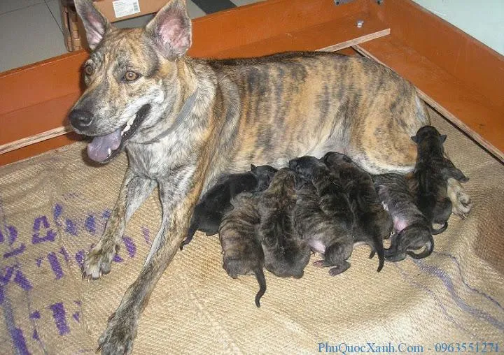 Bầy chó xoáy Phú Quốc con, lưu ý khi mua chó con và cách chọn chó phú quốc khôn