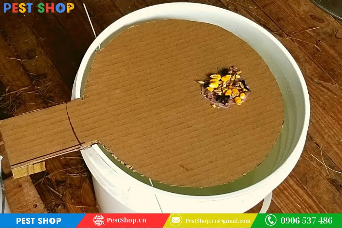 Bẫy chuột tự chế kết hợp bìa carton gấp hình lăng trụ và thùng phi chứa chất lỏng