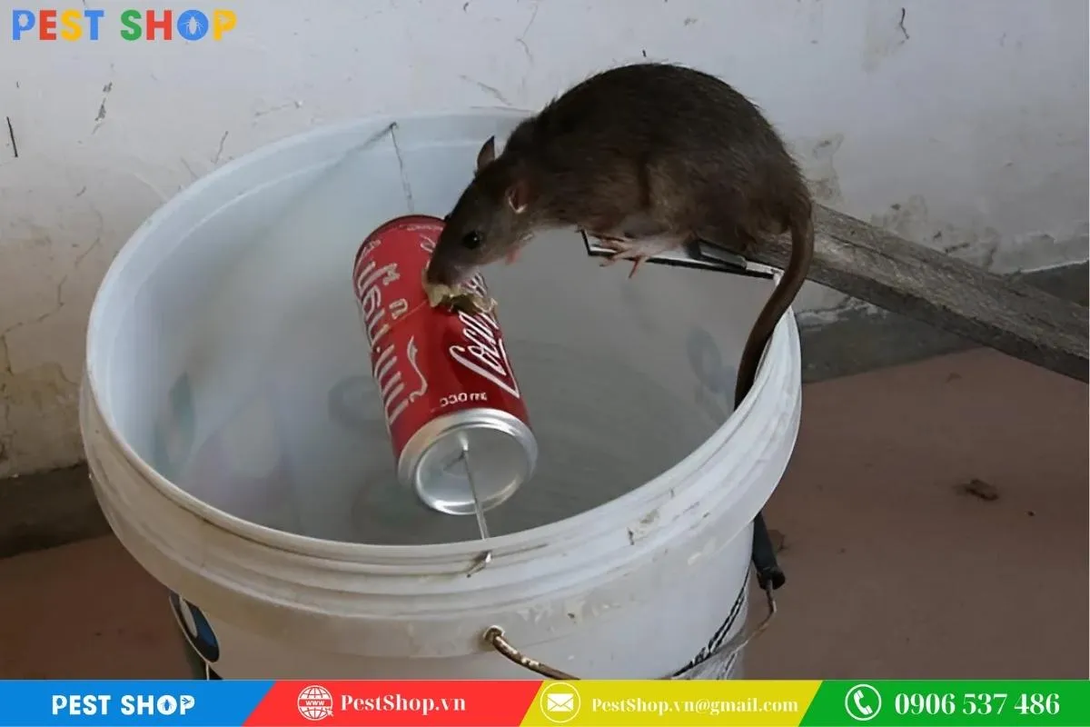 Bẫy chuột xô nước tự chế