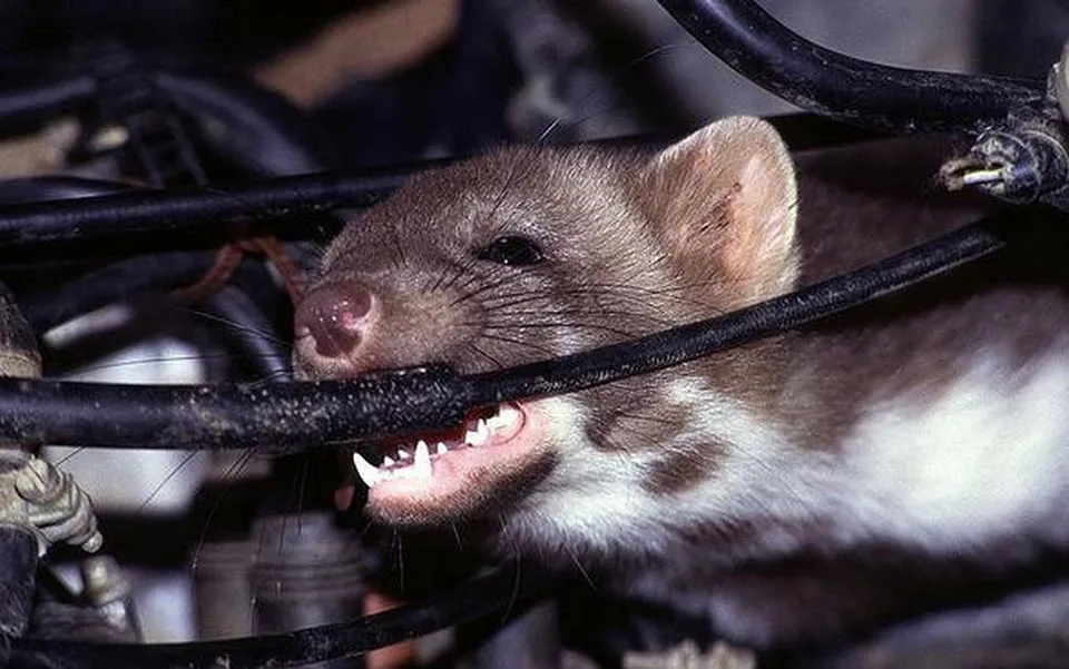 Bẫy điện tử chuyên dụng để diệt chuột trên trần nhà, giải pháp hiện đại