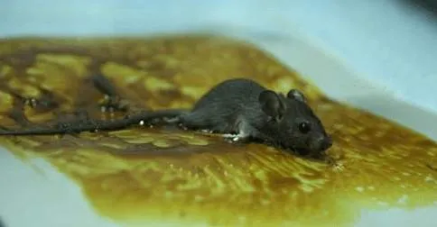 Bẫy dính keo chuyên dụng là một cách diệt chuột nhắt đơn giản và hiệu quả cao.