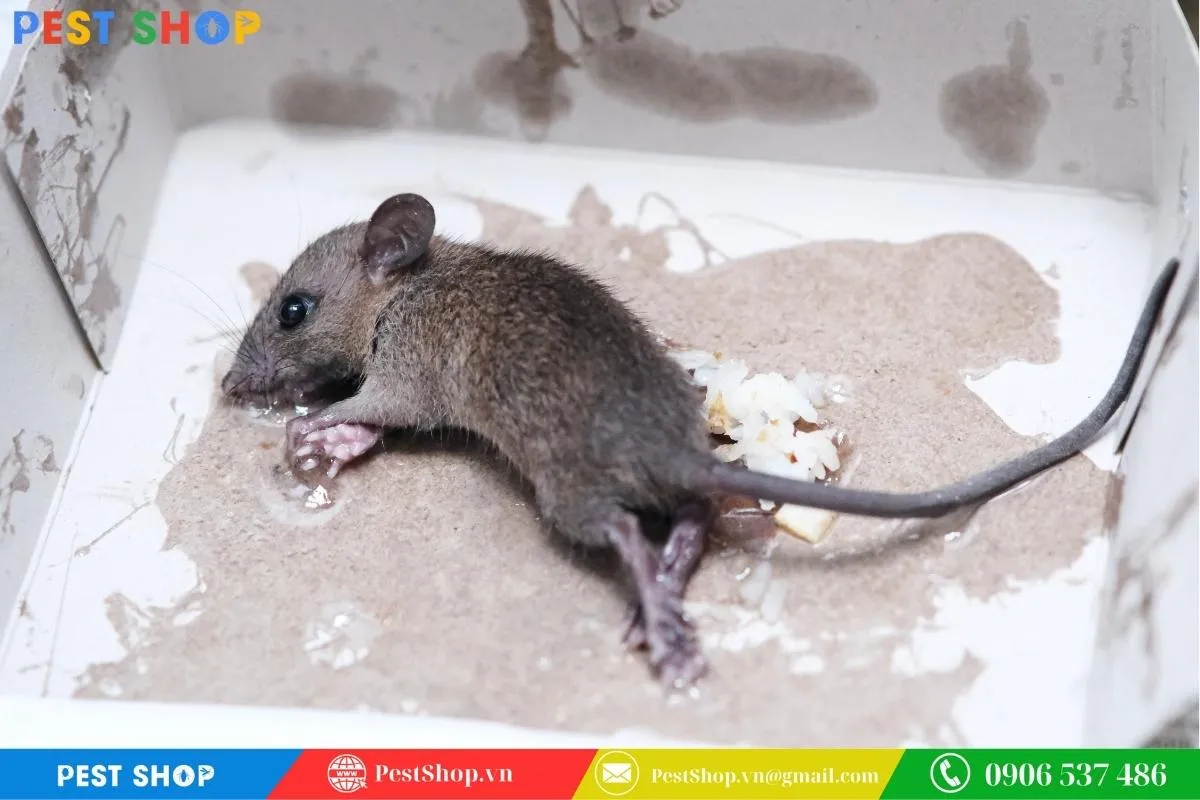 Bẫy keo dính và chuột nhắt