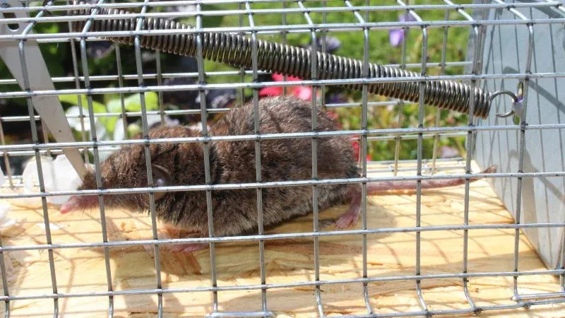 Bẫy sập chuyên dụng để loại bỏ chuột chù trong không gian sống