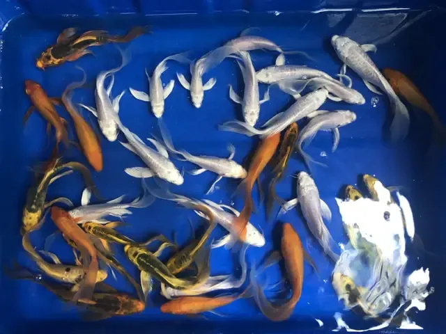 Bể cá cảnh nuôi cá chép Koi mini được thiết kế tối ưu không gian sống.