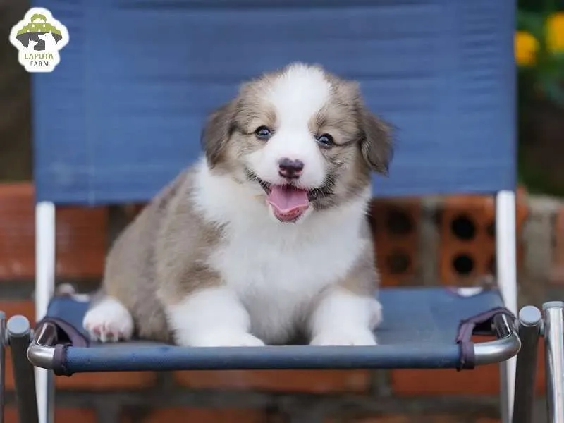 Bé chó Corgi dưới 2 tháng tuổi nằm nghỉ ngơi