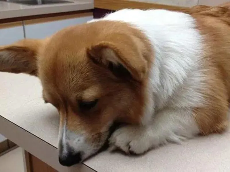 Bé Corgi con nhìn về phía trước với khuôn mặt đáng yêu