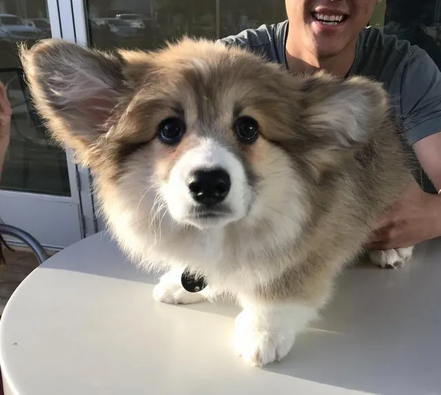 Bé Corgi với khuôn mặt đáng yêu, tinh nghịch đang ngồi trên thảm cỏ