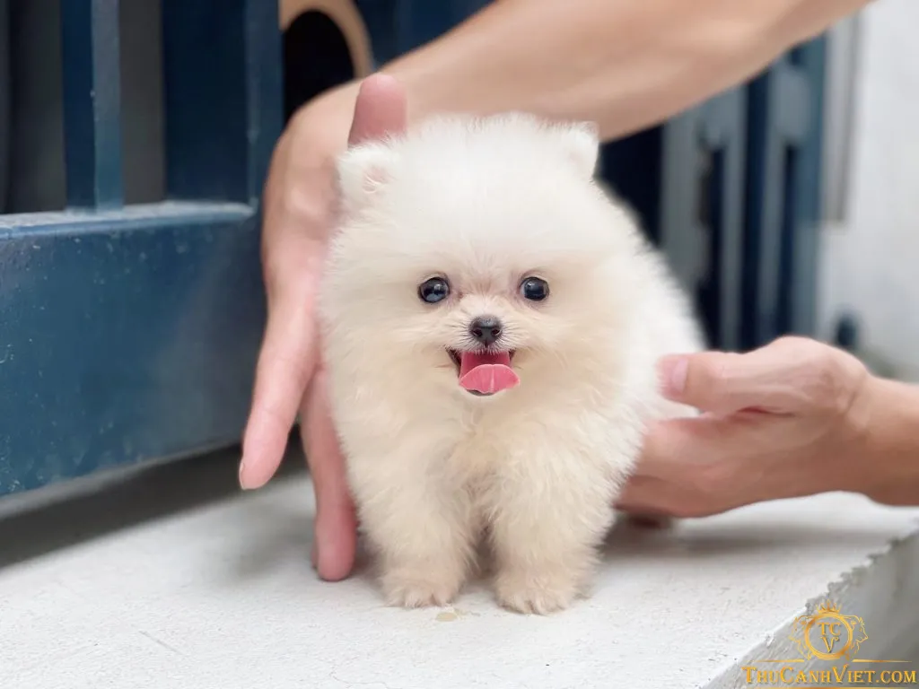 Bé Phốc Sóc Teacup đang trong giai đoạn thay lông máu lần đầu