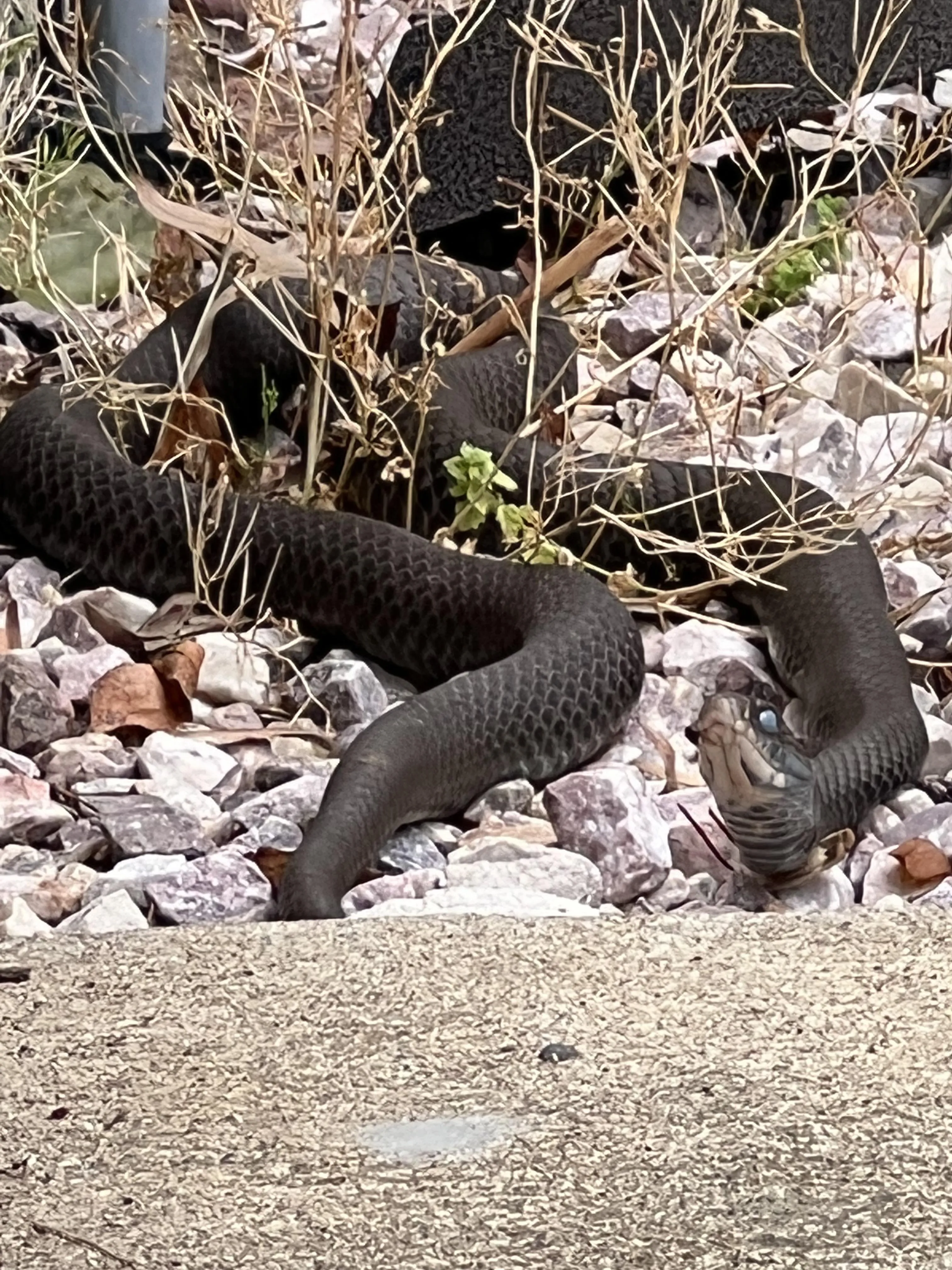 Con Chuột Túi Trong Tiếng Anh Là Gì: Giải Mã Danh Xưng, Từ Nguyên Và Văn Hóa Kangaroo