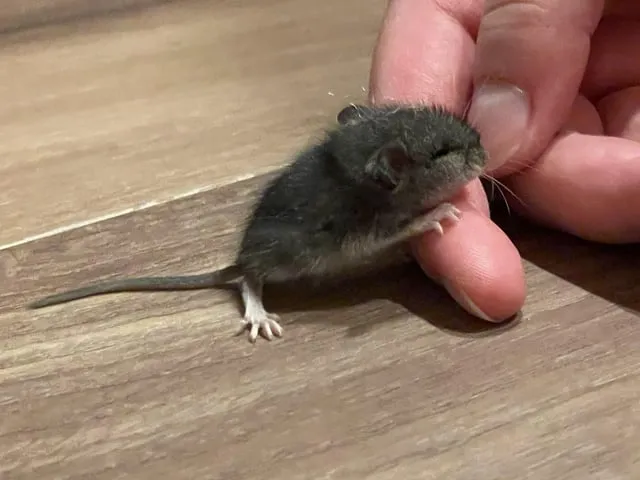 Chuột Hamster Bị Lồi Mắt: Nguyên Nhân, Cách Xử Lý Khẩn Cấp Và Phòng Ngừa