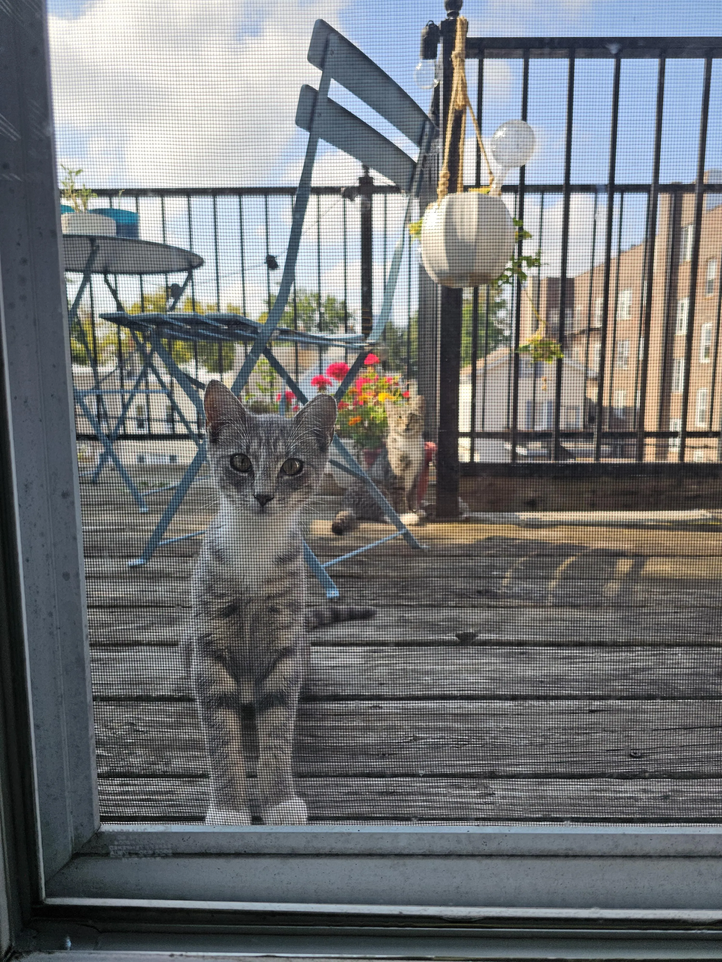 Nuôi Chó Sói Và Các Nguyên Tắc Đảm Bảo An Toàn Tuyệt Đối Cho Thú Cưng