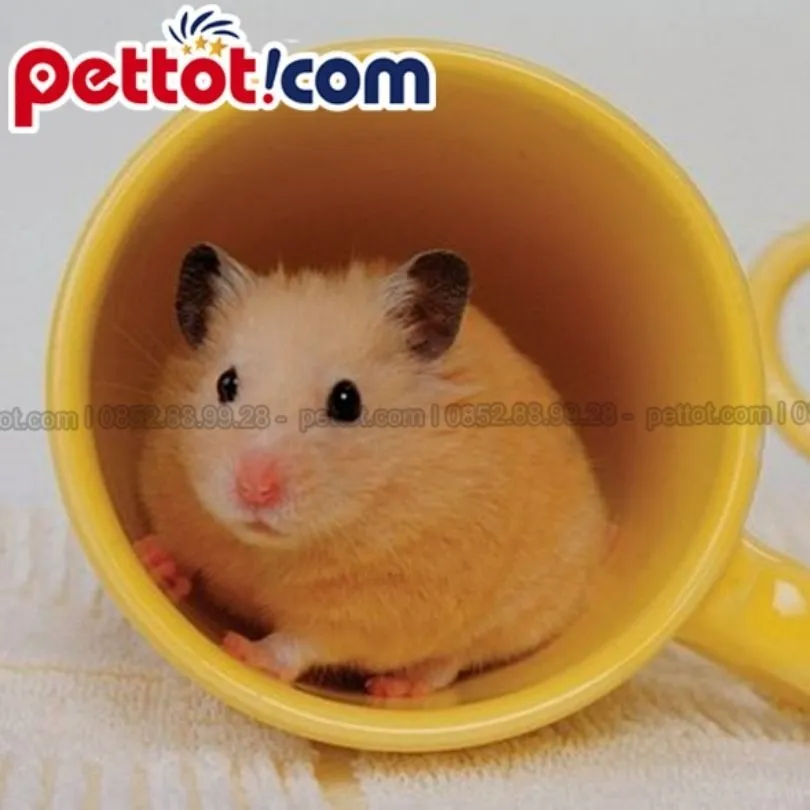 Biện pháp an toàn: Chuồng chuột hamster chắc chắn được đặt trên cao tránh xa tầm với của mèo