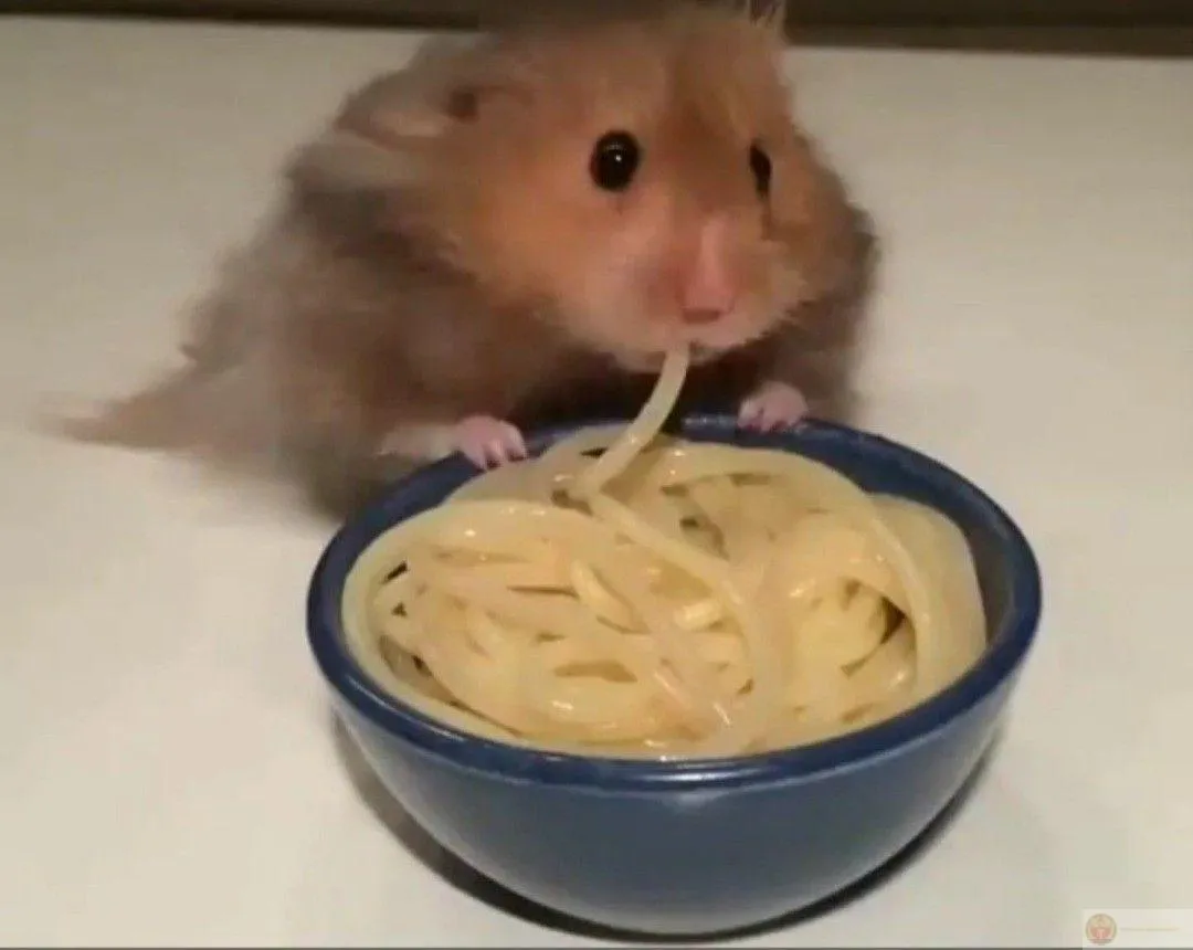 Biểu cảm ngơ ngác của chuột bé tạo ảnh chế kinh điển