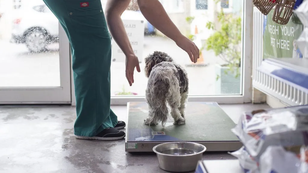 Biểu đồ cân nặng chó Alaska 4 tháng tuổi và các yếu tố ảnh hưởng