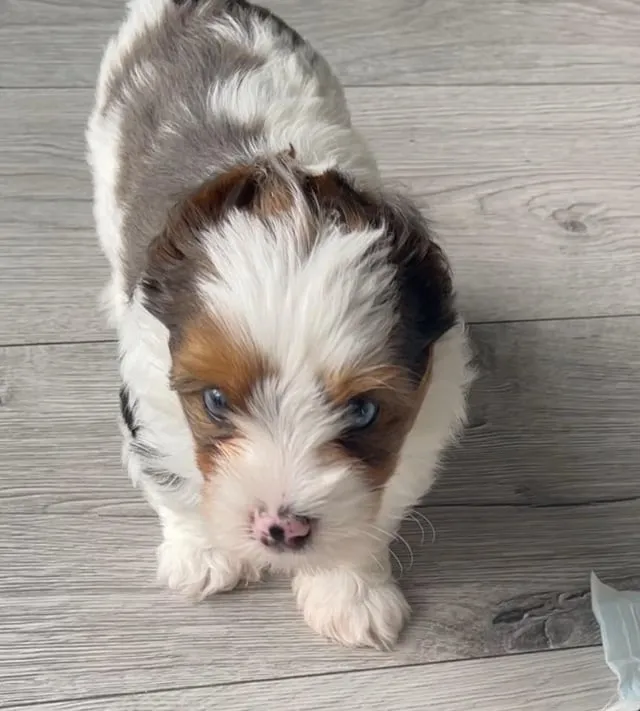 Chó Poodle Lai Nhật Ăn Gì Để Phát Triển Khỏe Mạnh Và Bộ Lông Tuyệt Đẹp