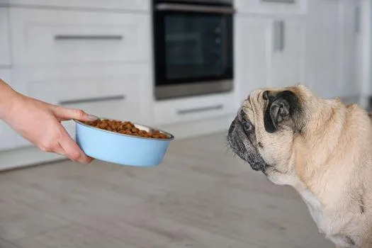 Chó pug mặt xệ ăn gì để đảm bảo dinh dưỡng tốt nhất