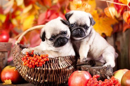 Chế độ dinh dưỡng phù hợp cho chó Pug theo từng độ tuổi phát triển