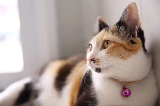 Mèo tam thể đực