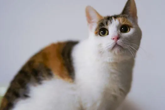 Mèo tam thể giá bao nhiêu?