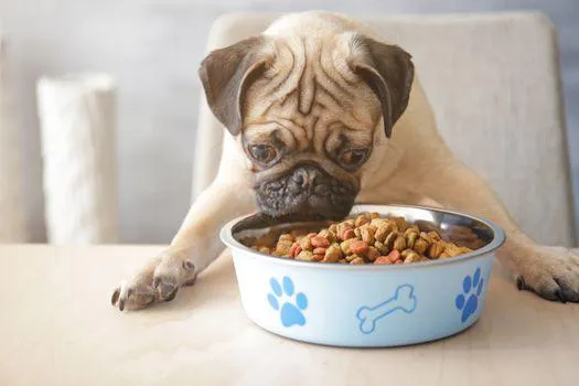 Chó pug ăn gì để luôn khỏe mạnh và thích thú với bữa ăn hàng ngày