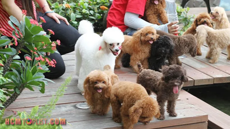 BinBon Dog Shop là nơi mua chó cảnh giá rẻ tphcm cho mọi gia đình