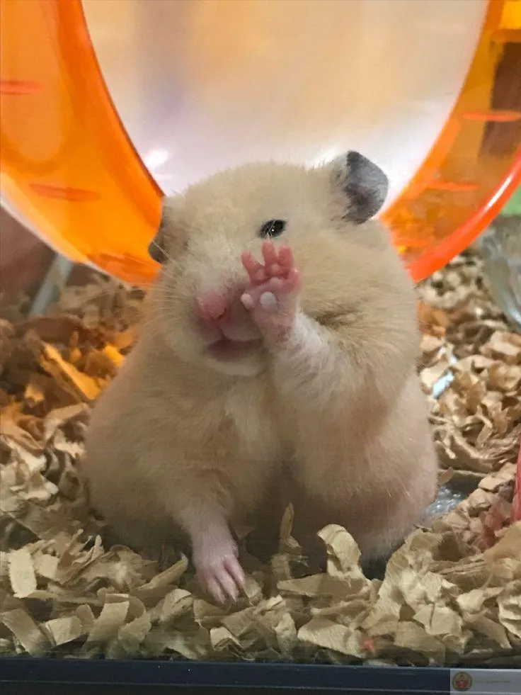 Bộ ảnh đáng yêu từ chuột nhỏ khiến cộng đồng mạng thích thú